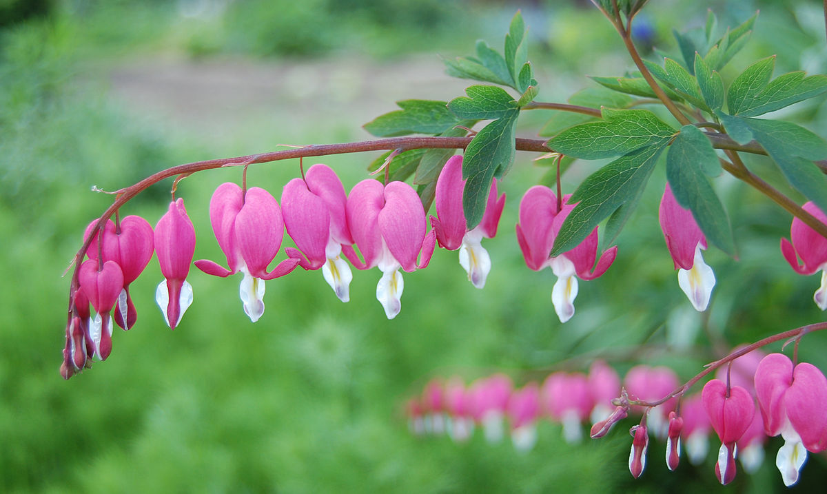 Thumbnail for What Is The Most Beautiful Flower?