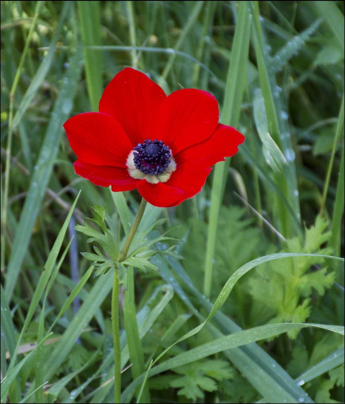 Thumbnail for What Is The Most Beautiful Flower?