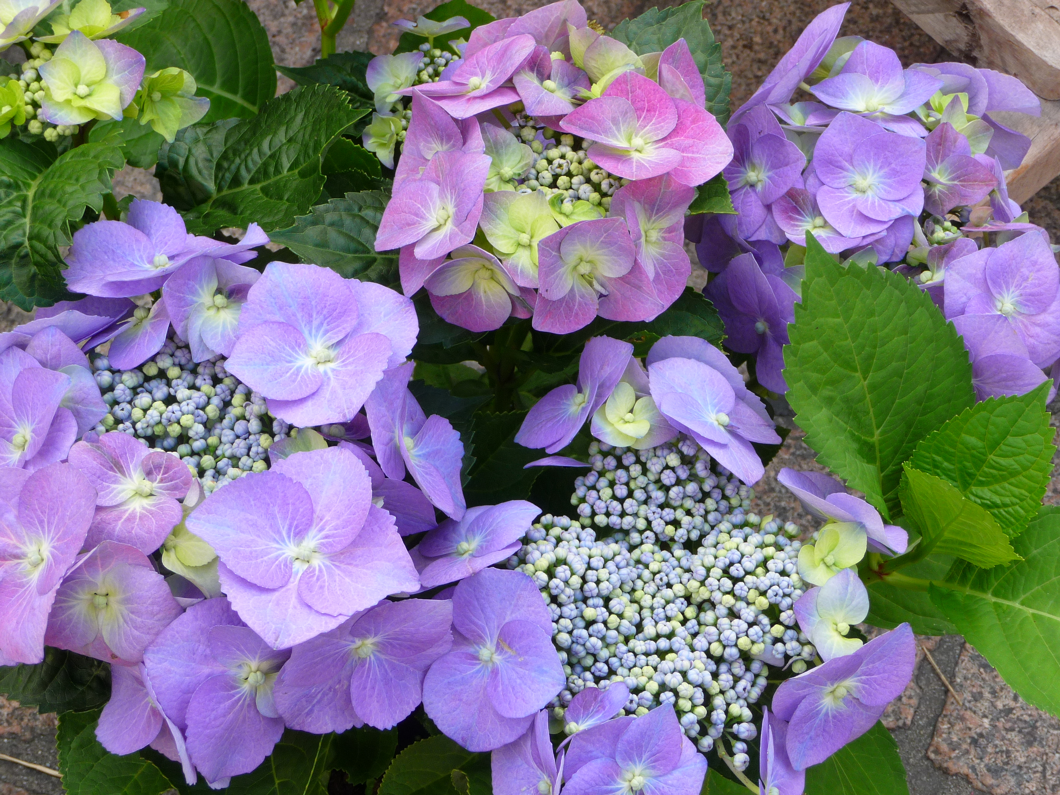 Thumbnail for What Is The Most Beautiful Flower?