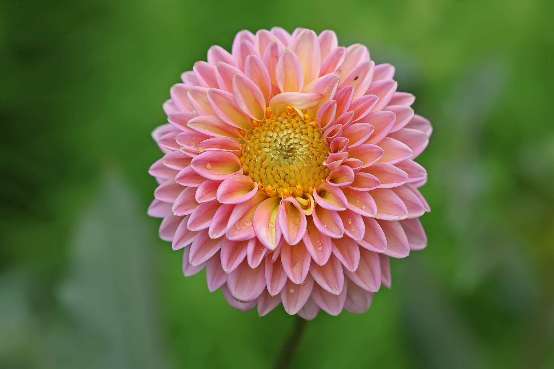 Thumbnail for What Is The Most Beautiful Flower?