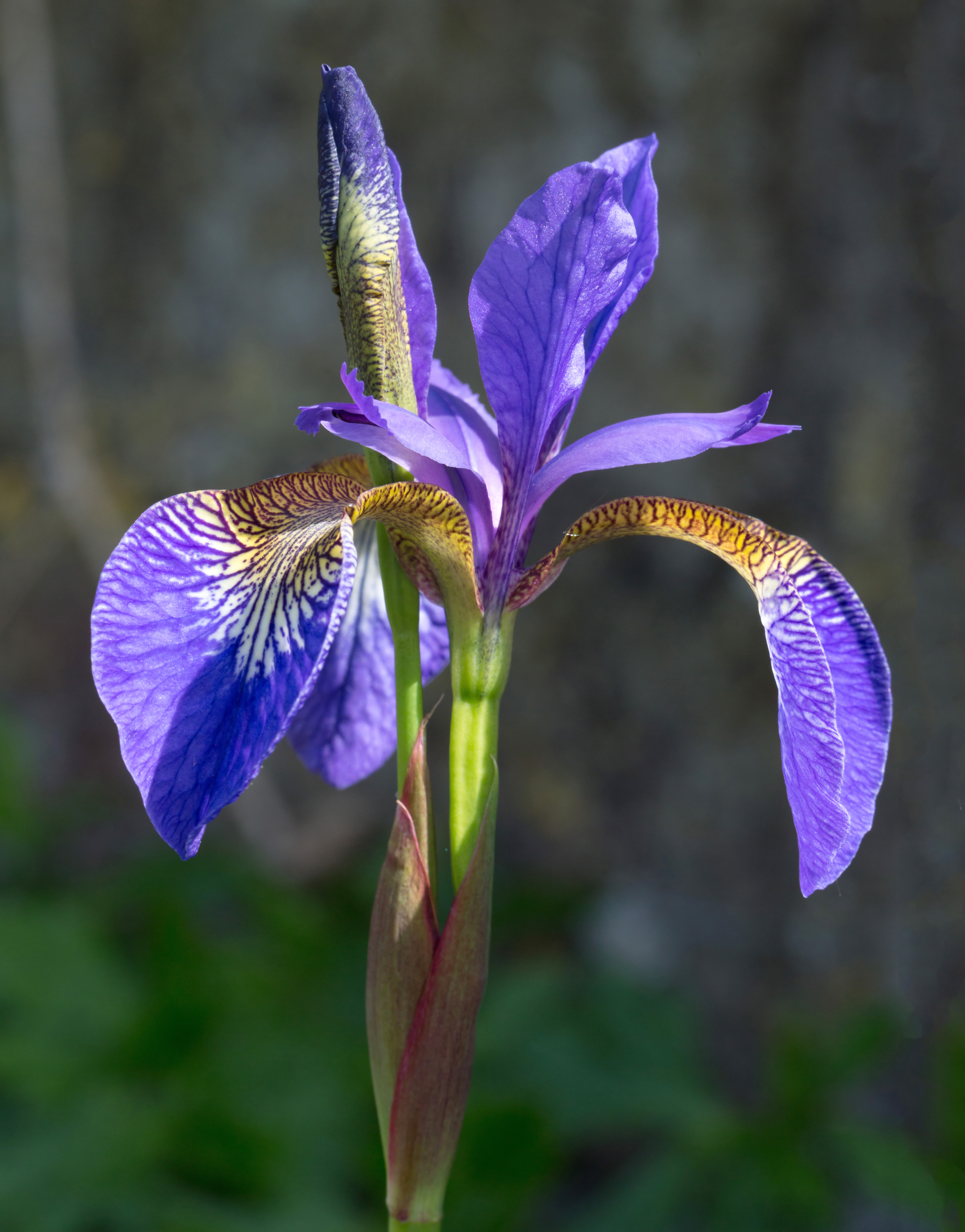 Thumbnail for What Is The Most Beautiful Flower?