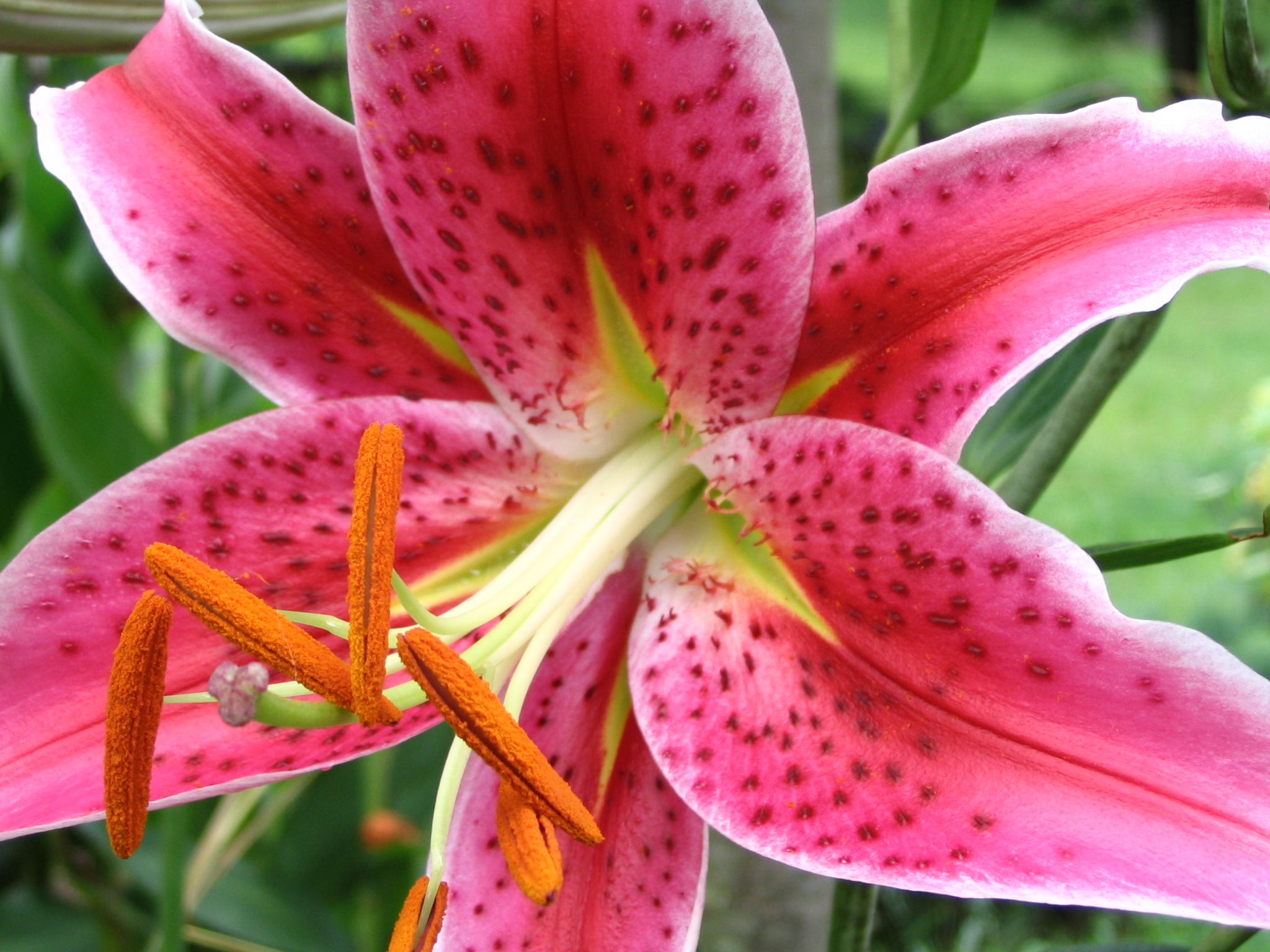 Flower Photo