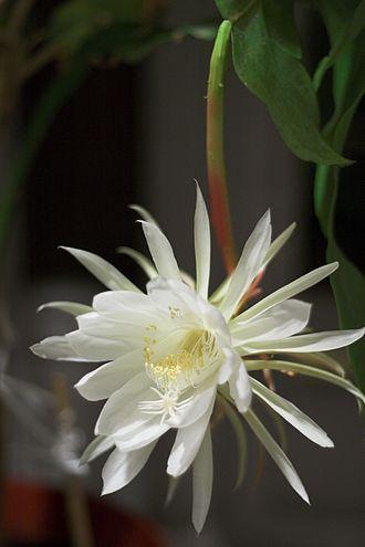 Thumbnail for What Is The Most Beautiful Flower?