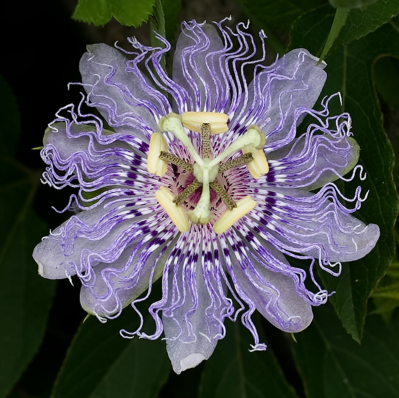 Thumbnail for What Is The Most Beautiful Flower?