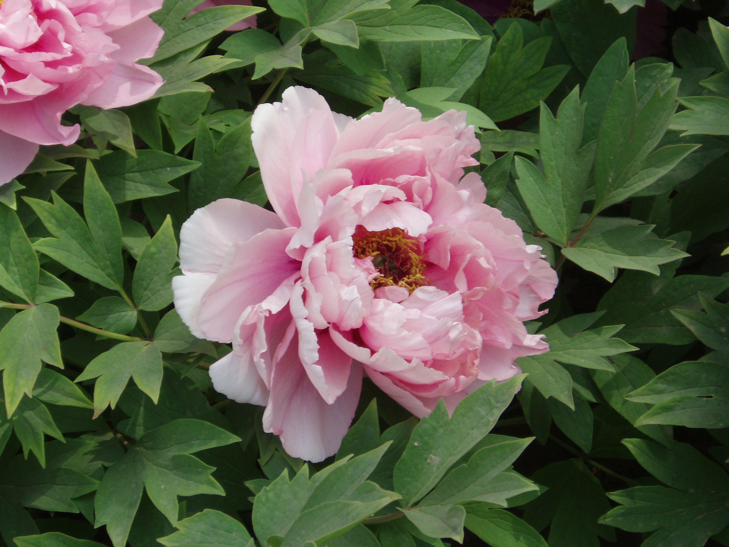 Thumbnail for What Is The Most Beautiful Flower?