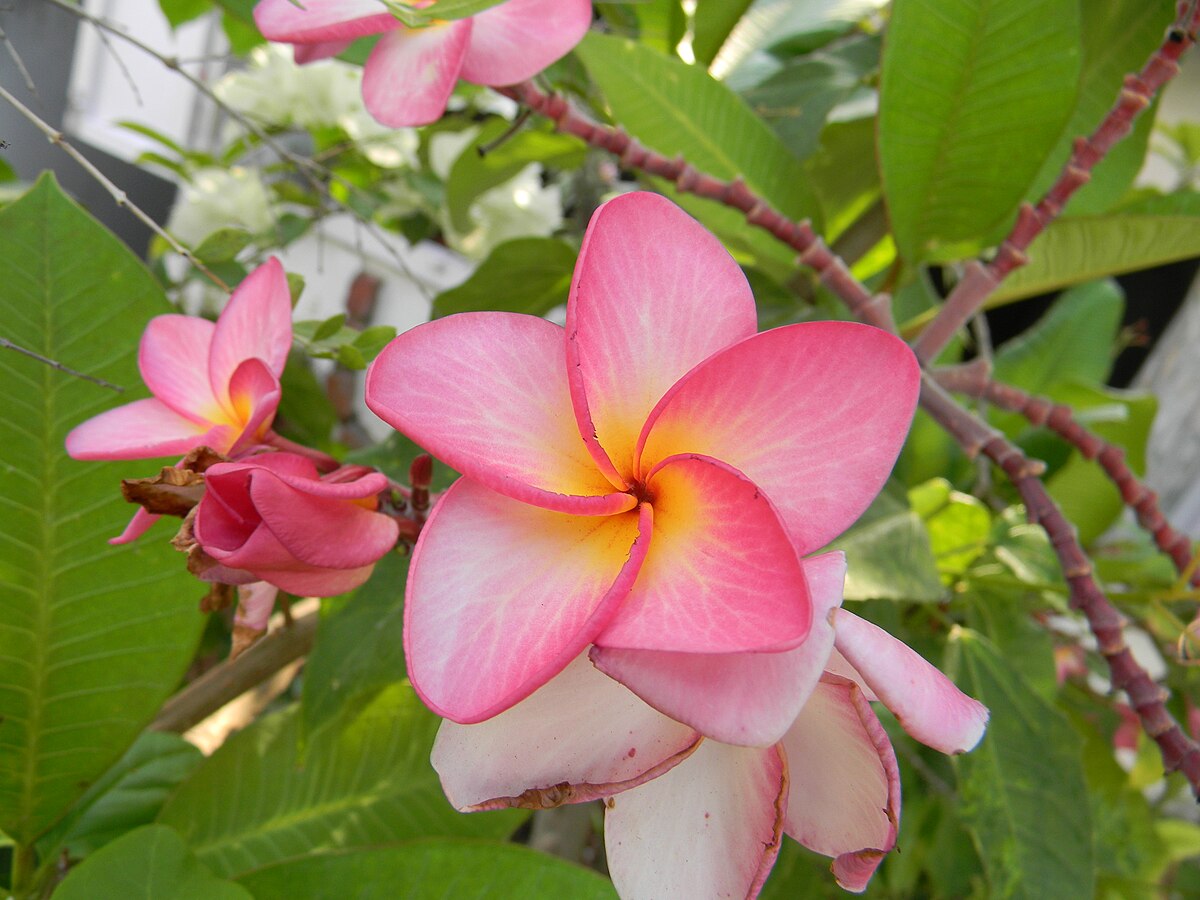 Thumbnail for What Is The Most Beautiful Flower?