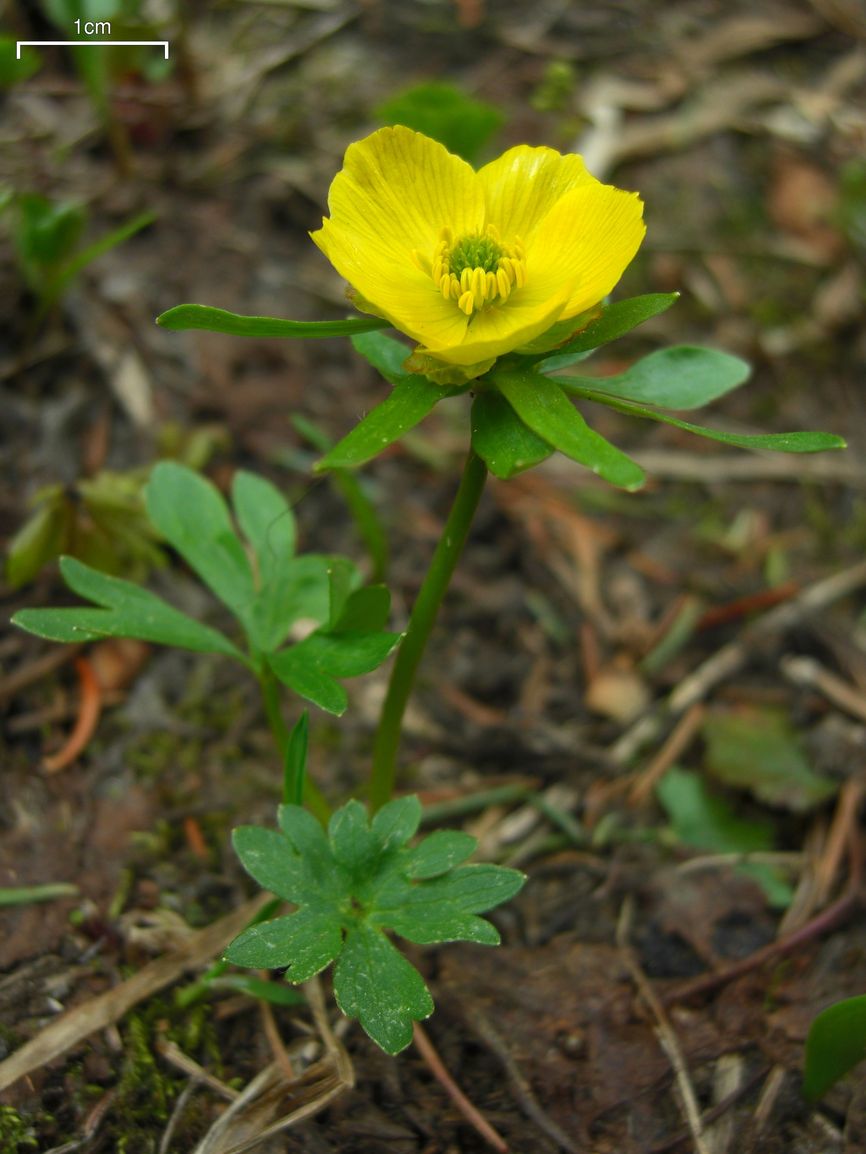 Thumbnail for What Is The Most Beautiful Flower?