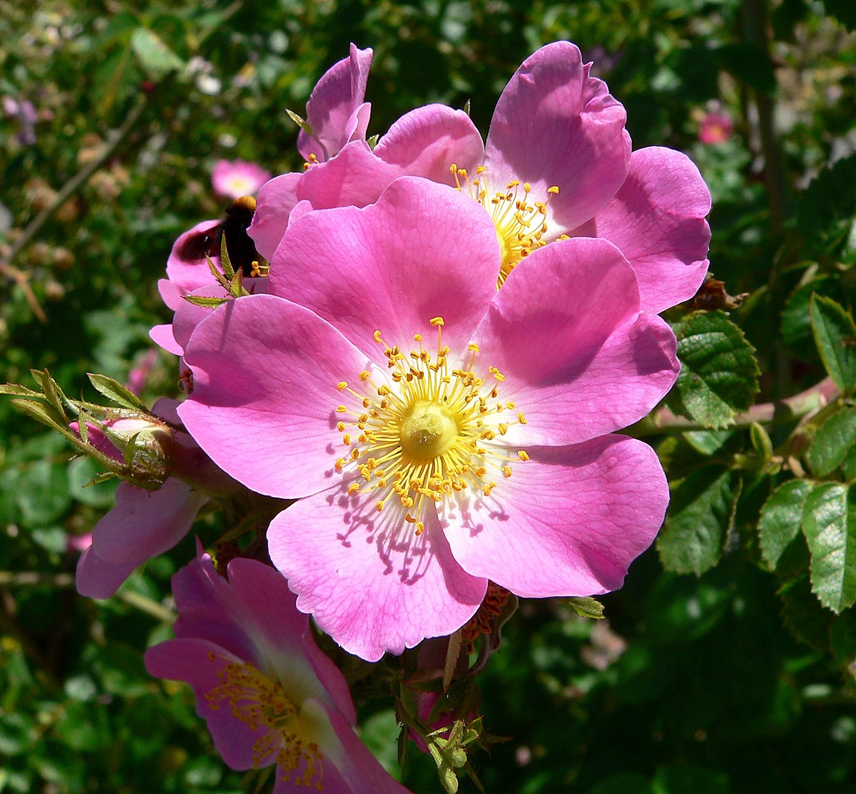 Flower Photo