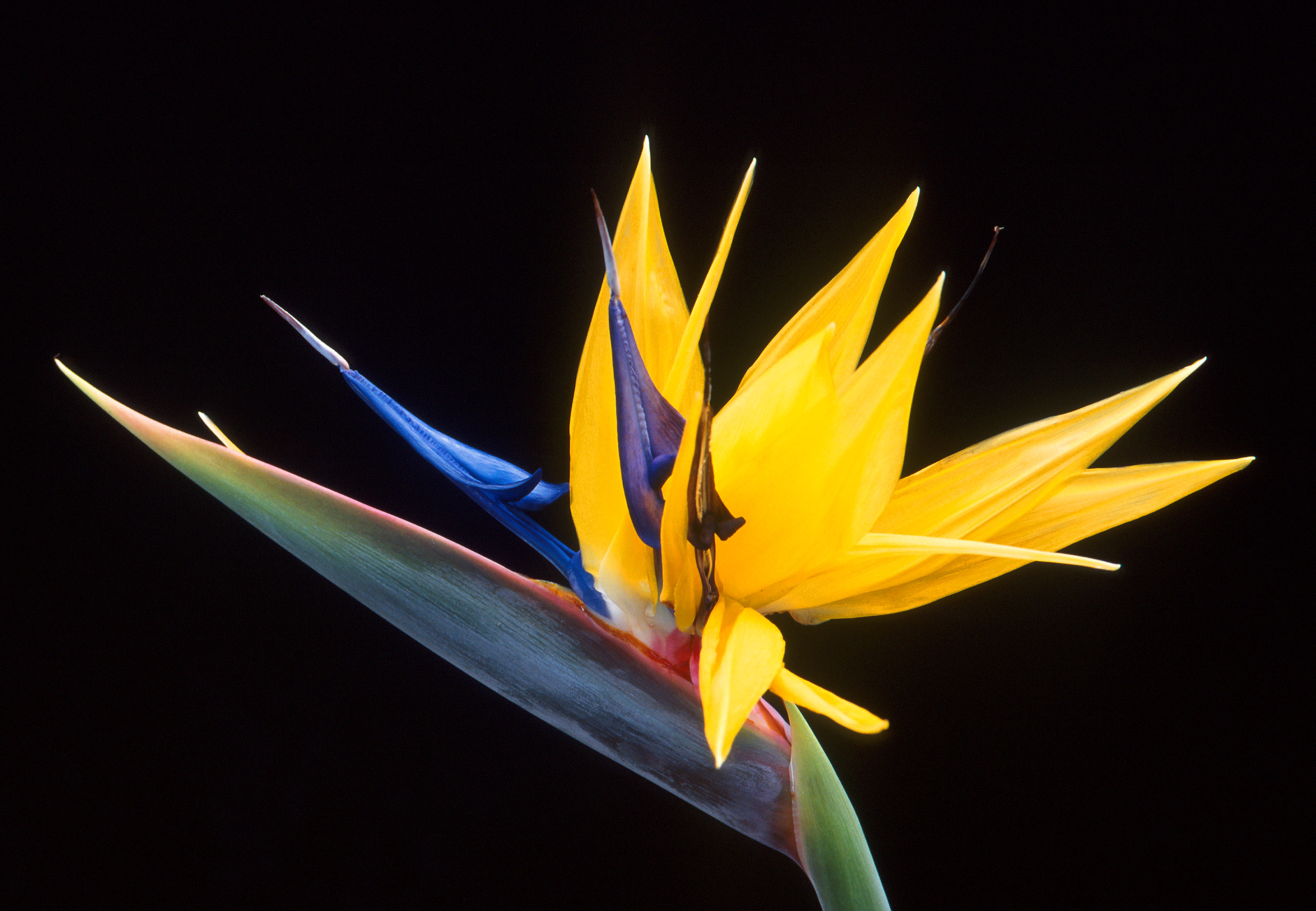 Flower Photo