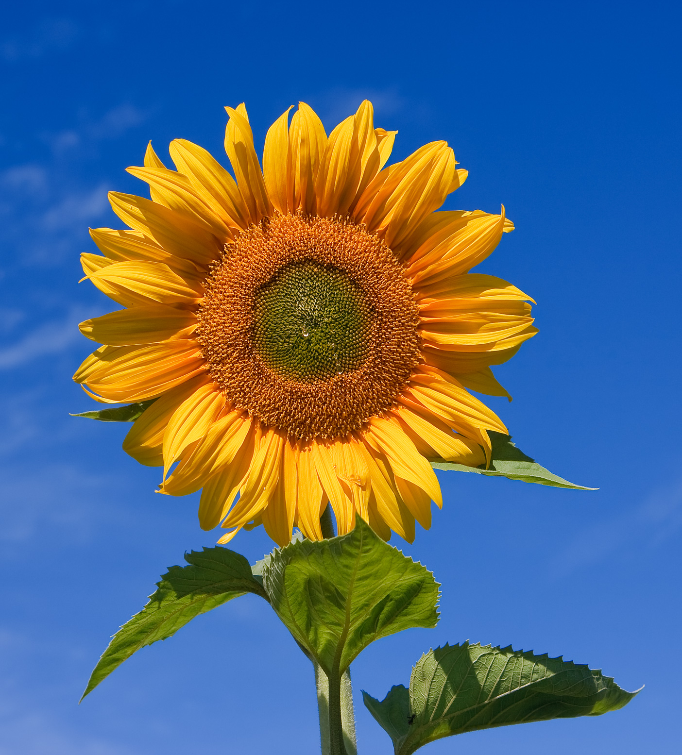 Thumbnail for What Is The Most Beautiful Flower?