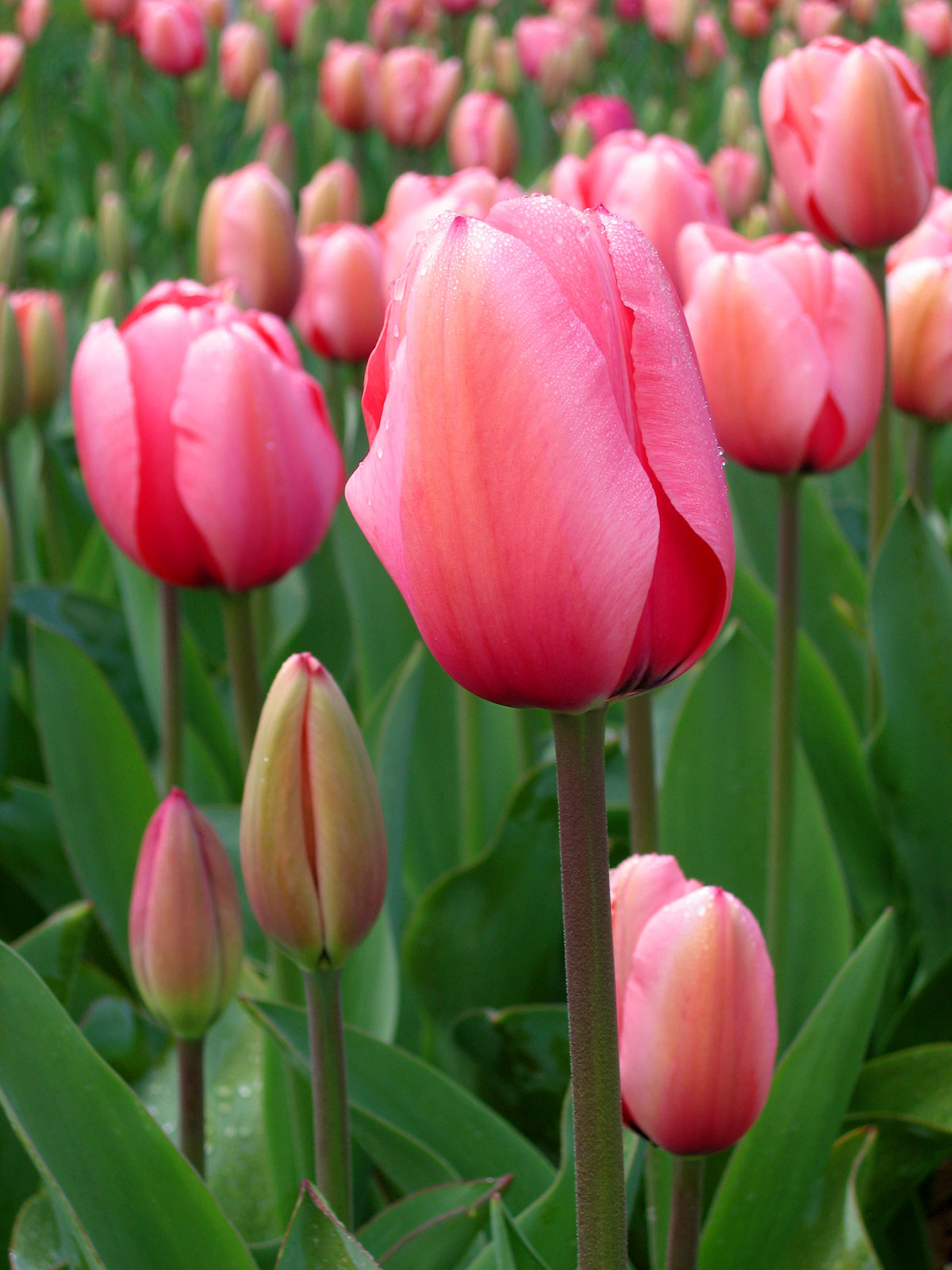 Thumbnail for What Is The Most Beautiful Flower?