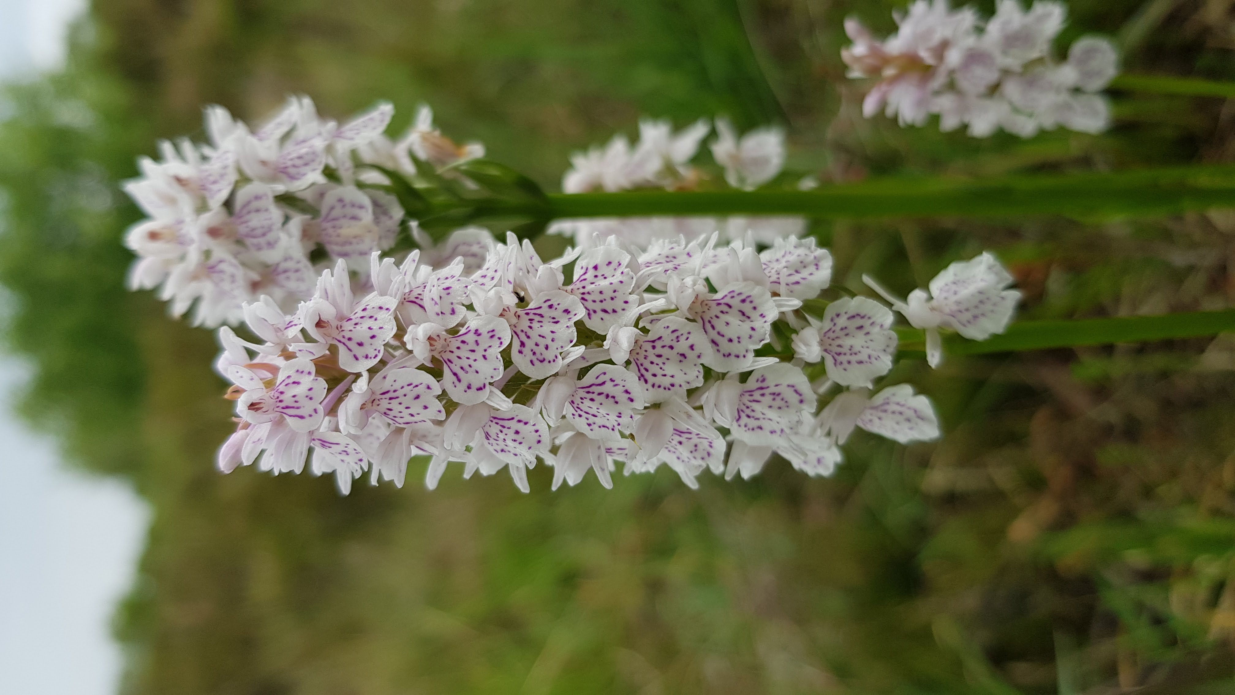 Thumbnail for What Is The Most Beautiful Flower?