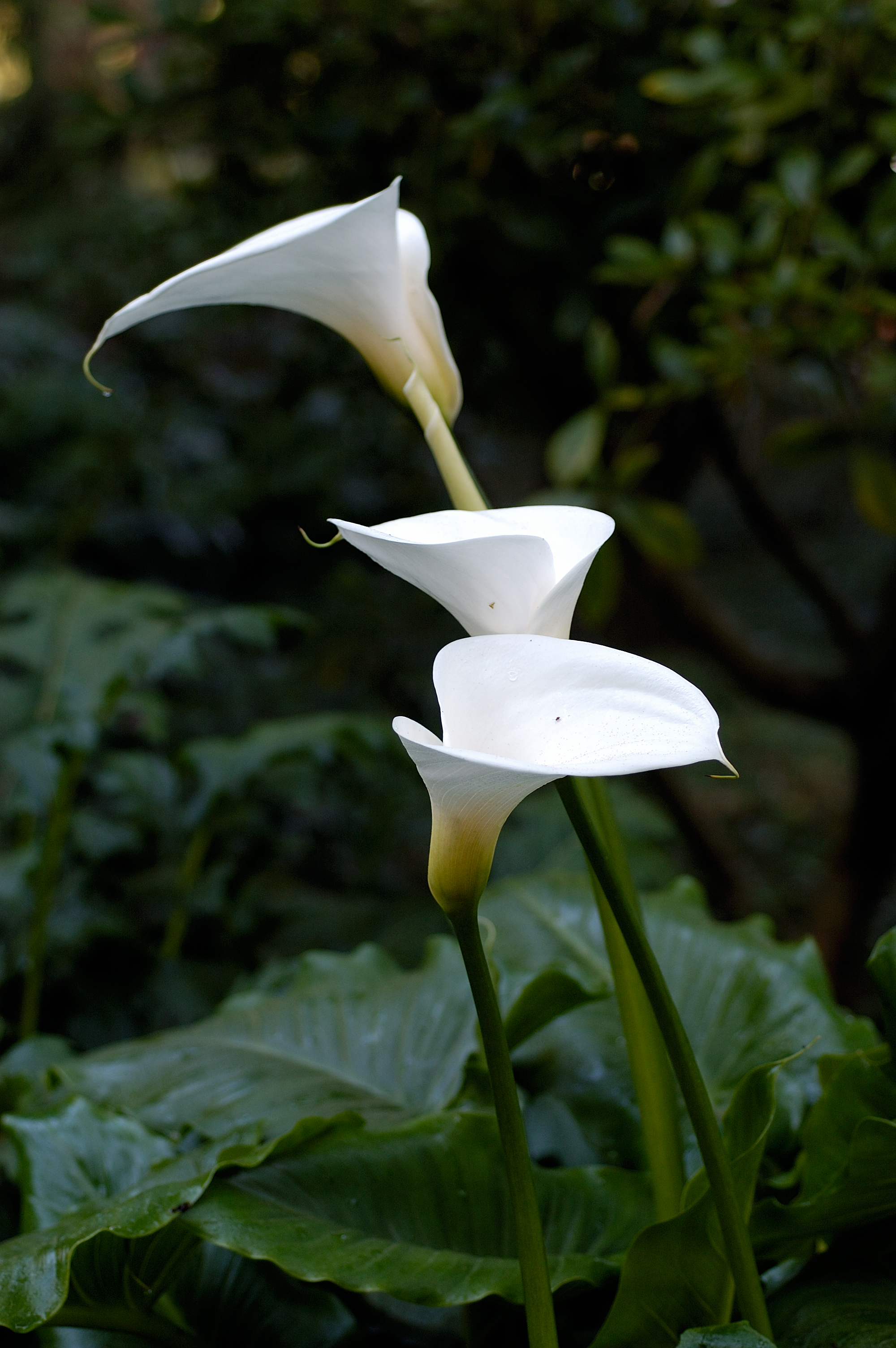 Thumbnail for What Is The Most Beautiful Flower?